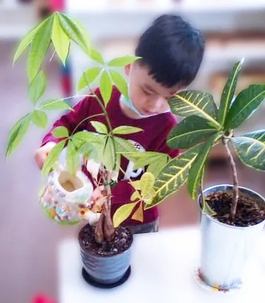 A child watering plants in the Casa classroom.